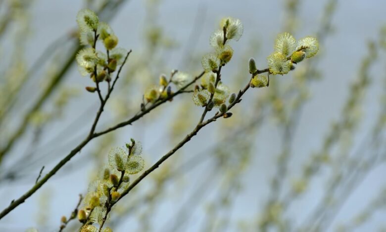 max life nift details