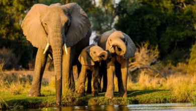 African Safari Tours to Explore the Wild Experience