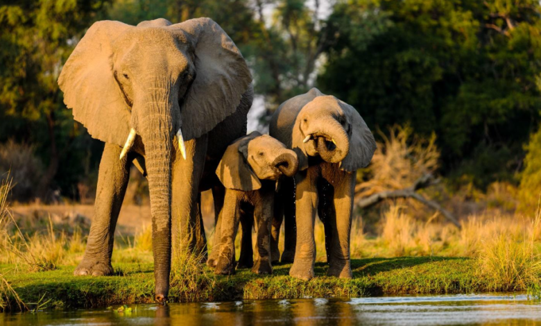 African Safari Tours to Explore the Wild Experience