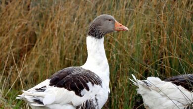 asuramgg profile summary overview