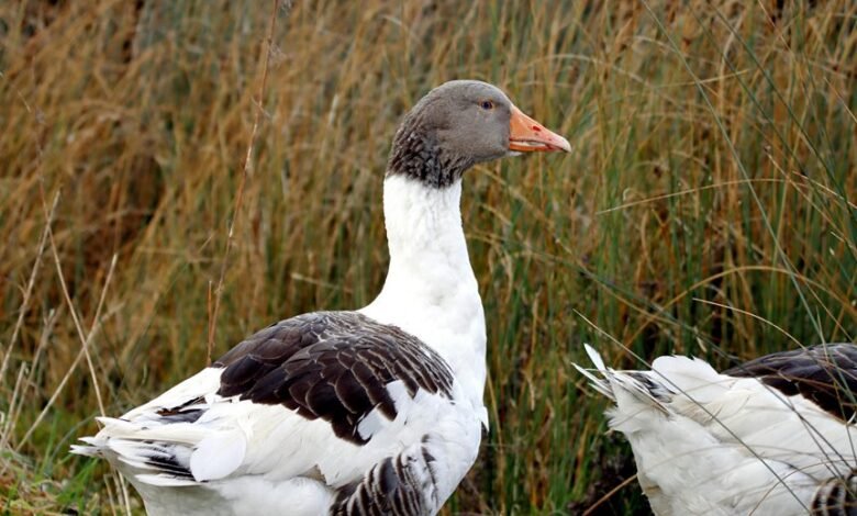 asuramgg profile summary overview