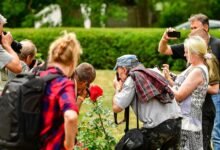 amateurish content gaining traction online