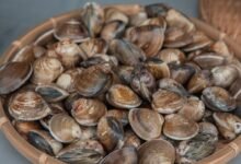 oyster shell health benefits