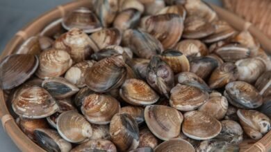 oyster shell health benefits