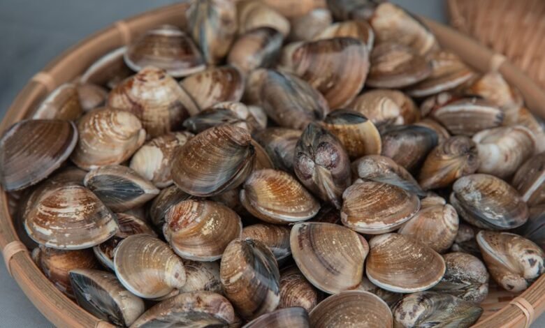 oyster shell health benefits